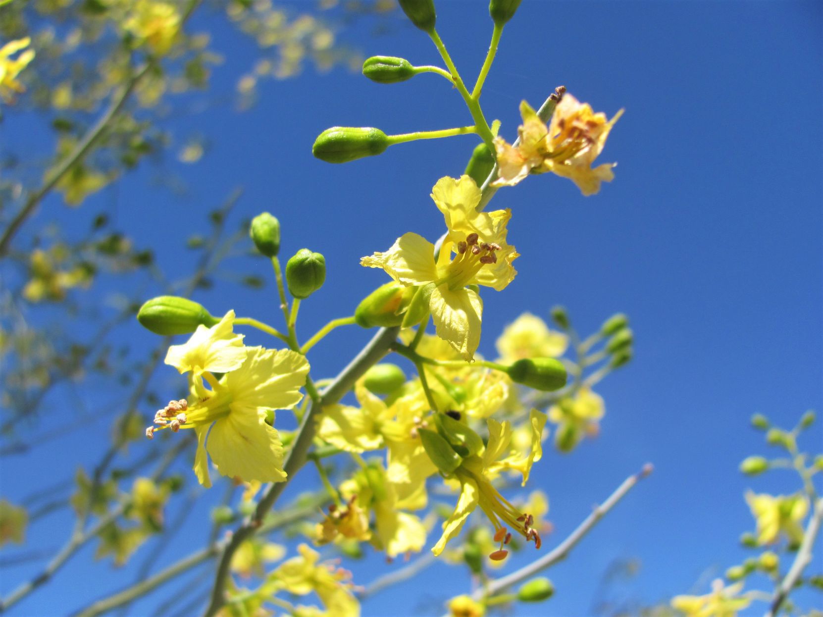 Blooms and sky